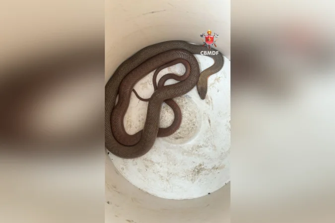 Cobra é encontrada dentro de carro em oficina mecânica