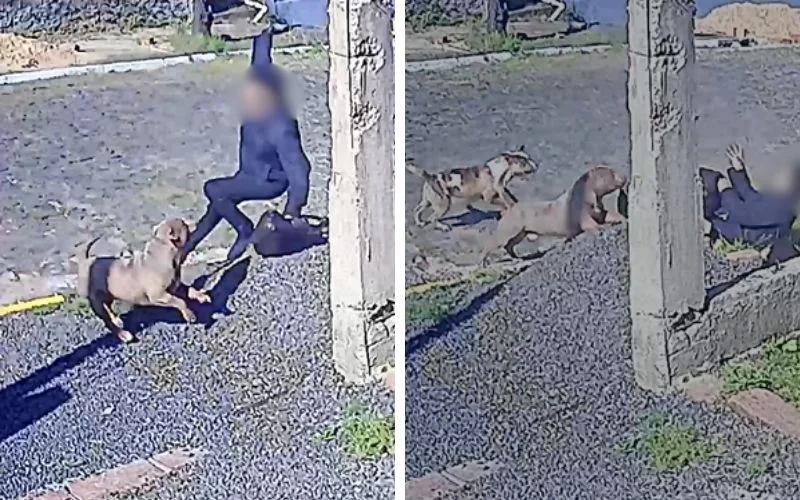 VÍDEO: Pitbulls soltos na rua atacam mulher; Assista!
