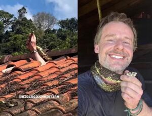 Cobra mais rápida do Brasil morde biólogo durante resgate em telhado; veja VÍDEO