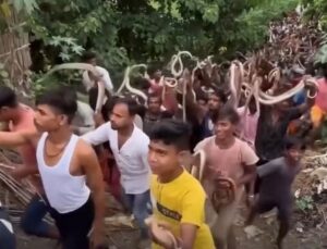 Multidão de pessoas celebra festival dedicado às cobras; veja VÍDEO