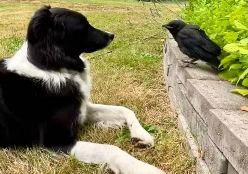 Cão e corvo (Foto: Reprodução)