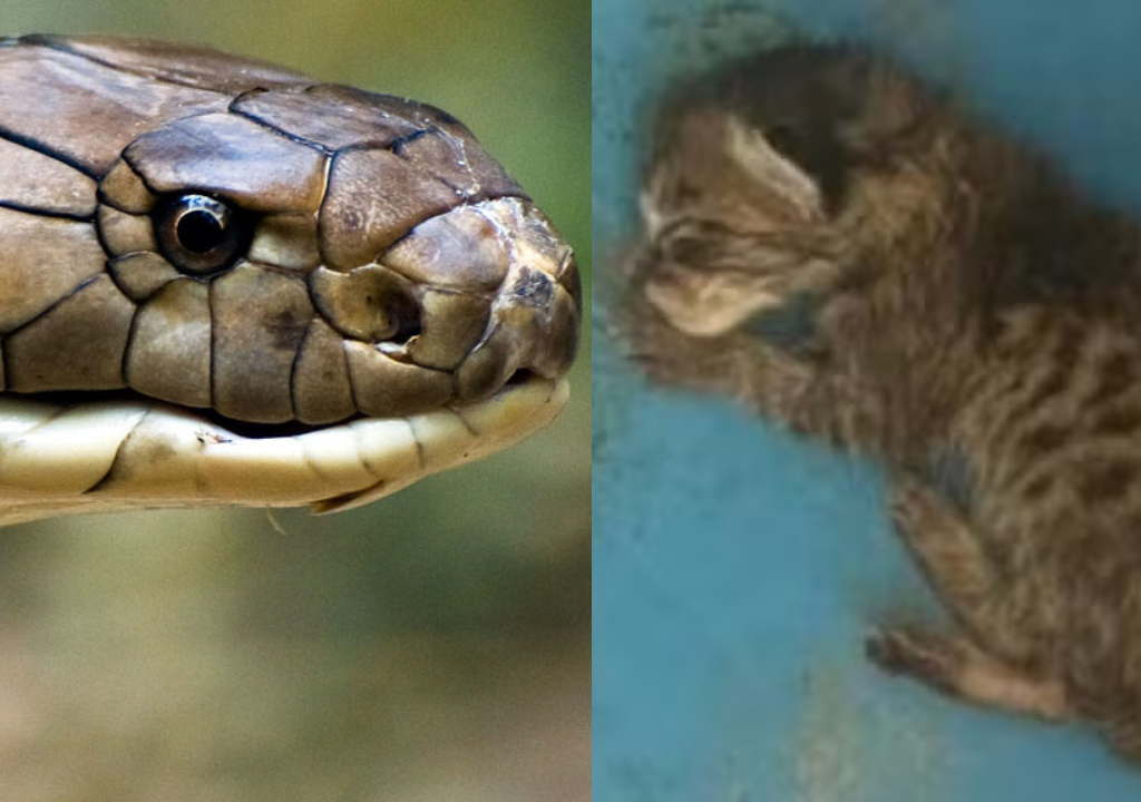 Cobra e filhote de gato (Foto: Reprodução)
