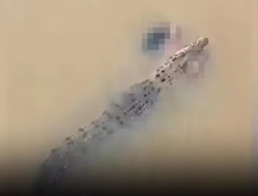 Crocodilo carregando mulher (Foto: Reprodução)
