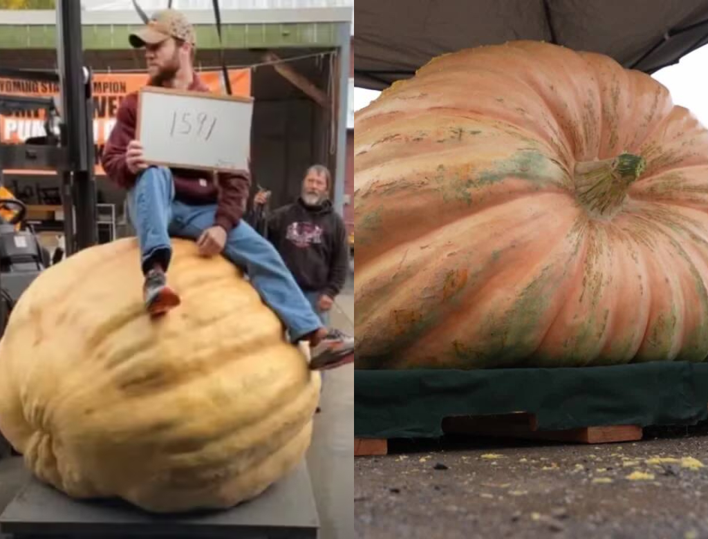 Abóbora gigante (Foto: Reprodução)