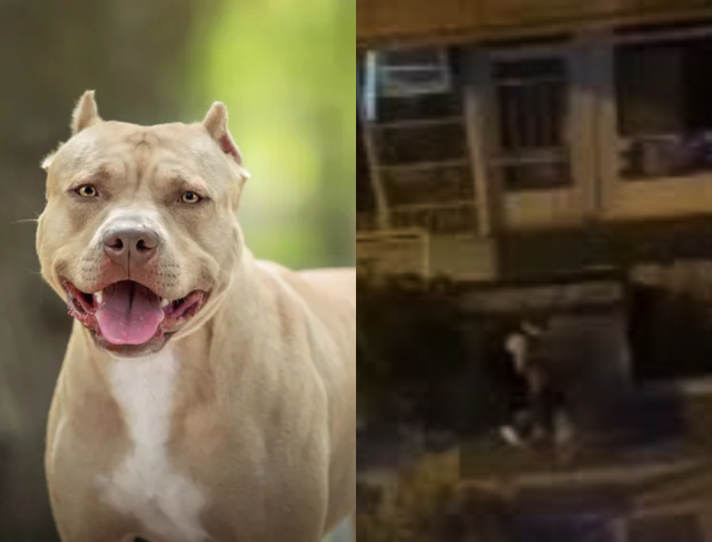 Pitbull ataca dono (Foto: Reprodução)