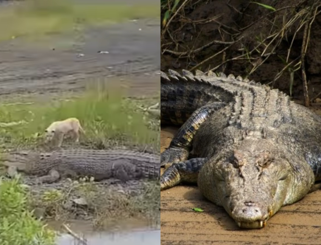 Crocodilo devora cachorro (Foto: Reprodução)