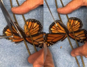 Borboleta-monarca (Foto: Reprodução)