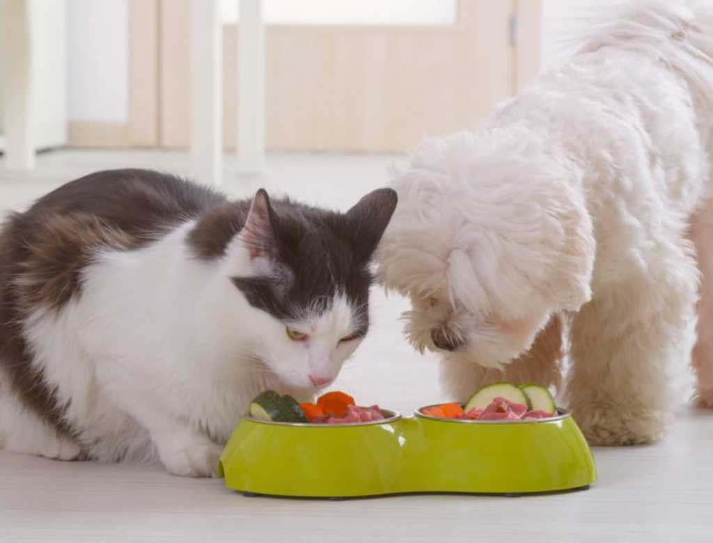 Gato e cão (Foto: Reprodução)