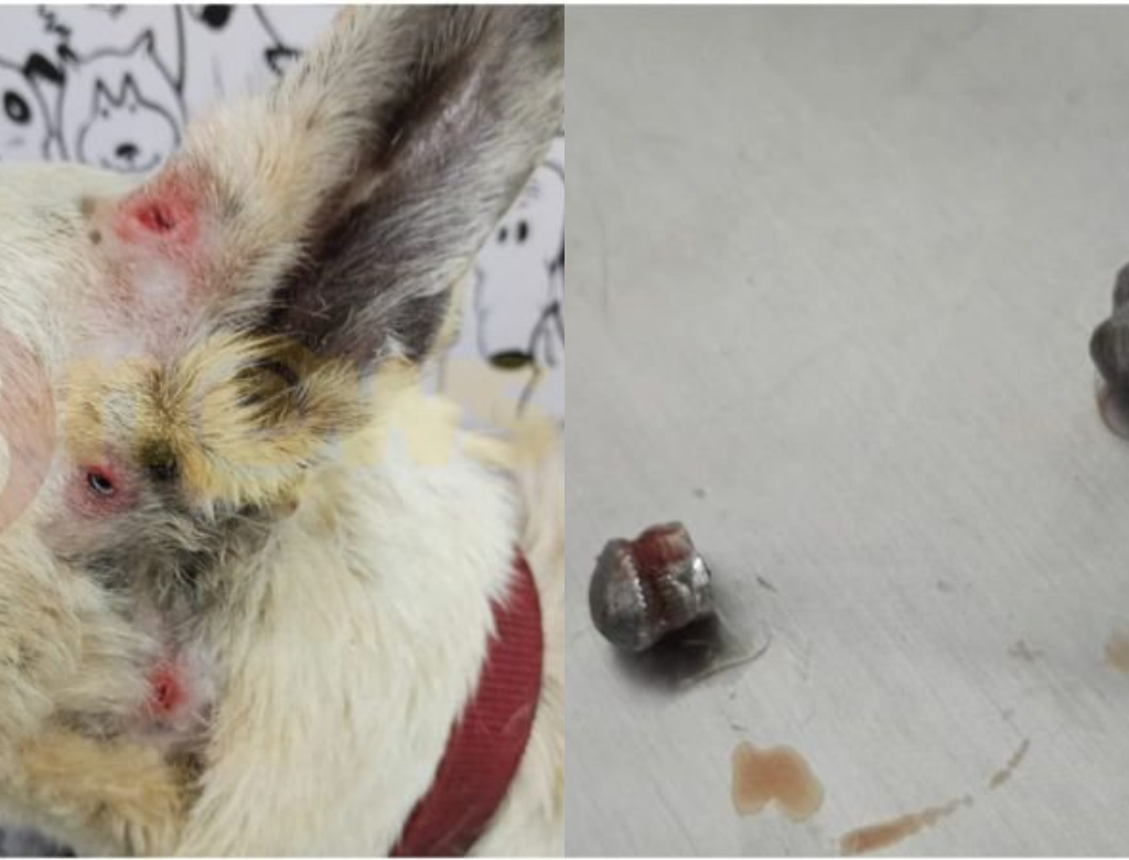 Cãozinho foi atingido com tiros (Foto: Reprodução)