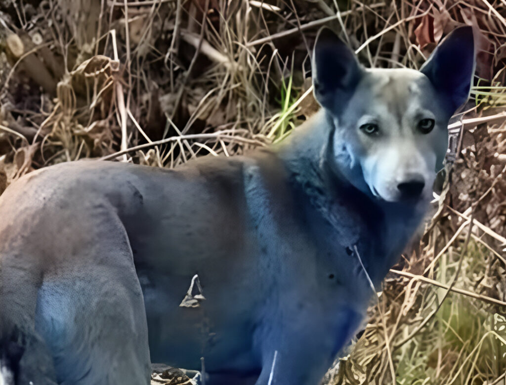 Cão de Chernobyl (Foto: Reprodução)