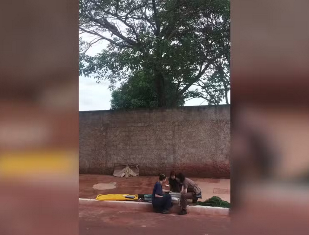 Onça (foto Reprodução Redes Sociais)