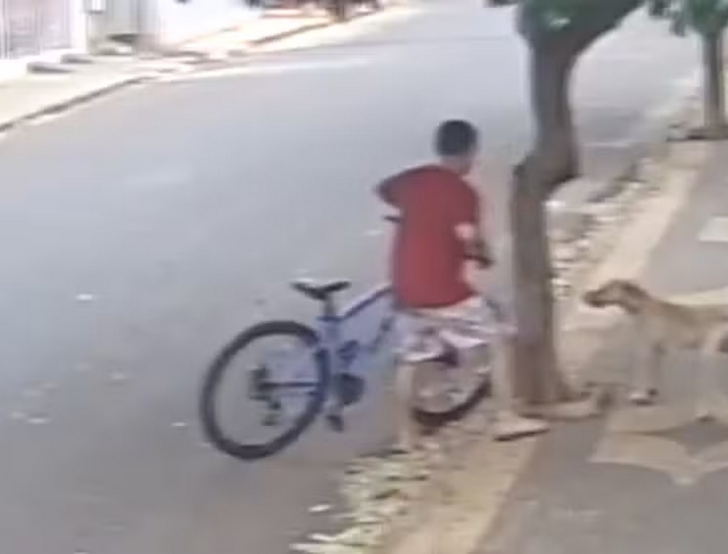 Pitbull (foto Reprodução Redes Sociais)