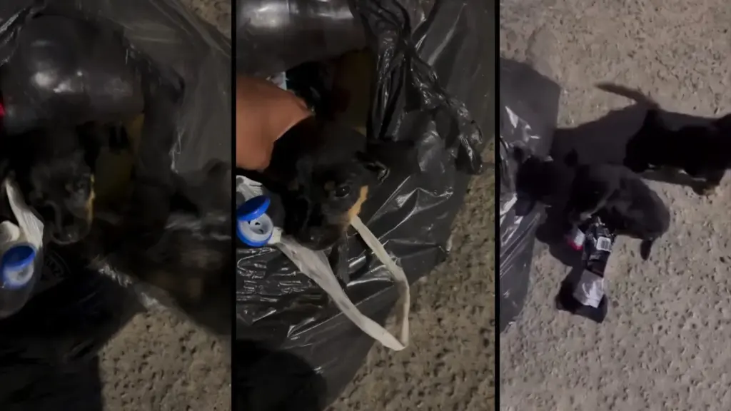 Vídeo: filhotes são resgatados de dentro de sacola de lixo; Saiba mais!