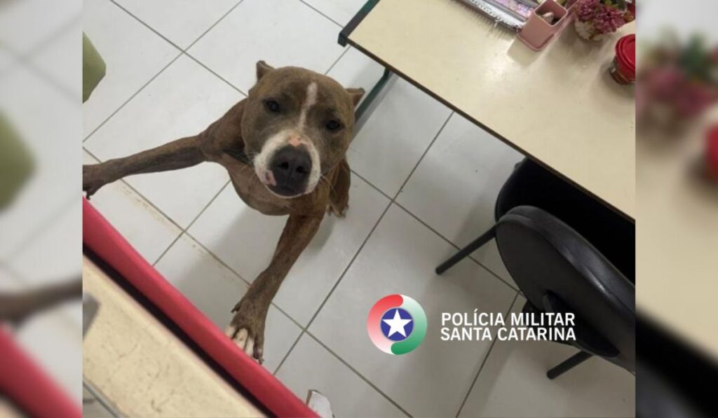 Pitbull invade escola e ataca mãe e aluno; VEJA VÍDEO!