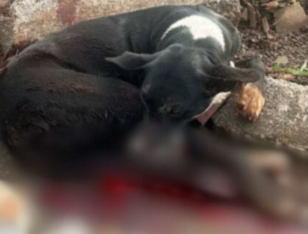 Cadela é atacada com blocos de concreto após ser atropelada; Veja vídeo
