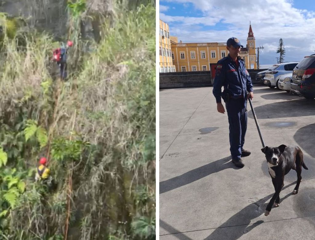 Cachorro é resgatado após cair de encosta de 30 metros; VEJA VÍDEO