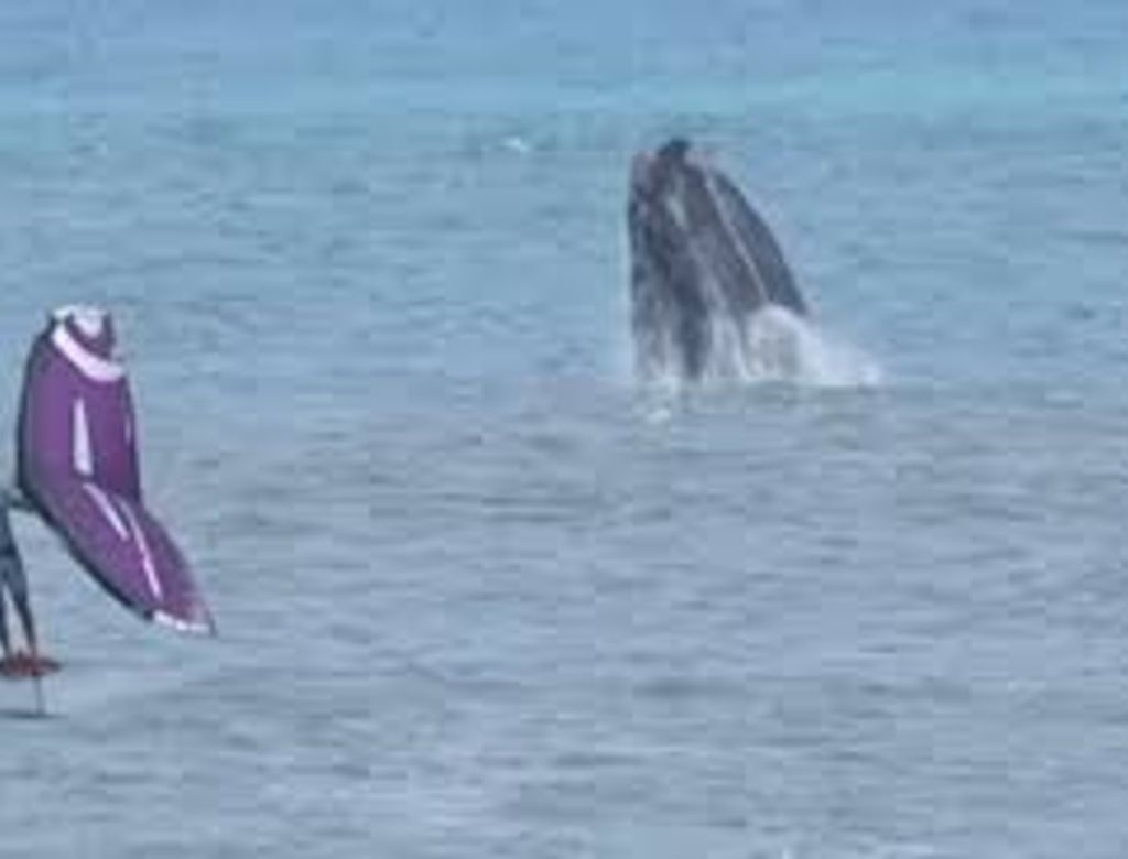 Vídeo: atleta brasileiro treina ao lado de baleias no mar de SC; ASSISTA!