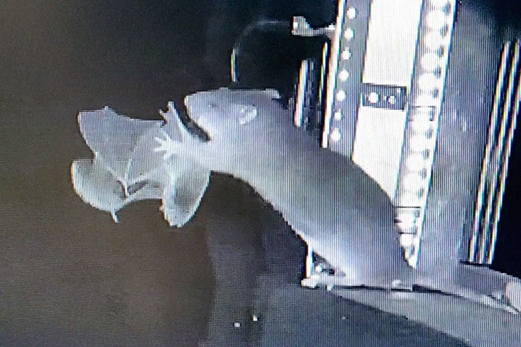 Vídeo flagra ratazanas predando morcegos em pleno voo; Assista!