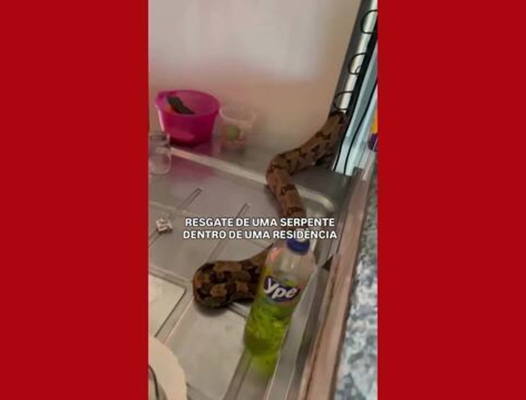 Cobra é resgatada após se esconder atrás de geladeira em residência; veja vídeo