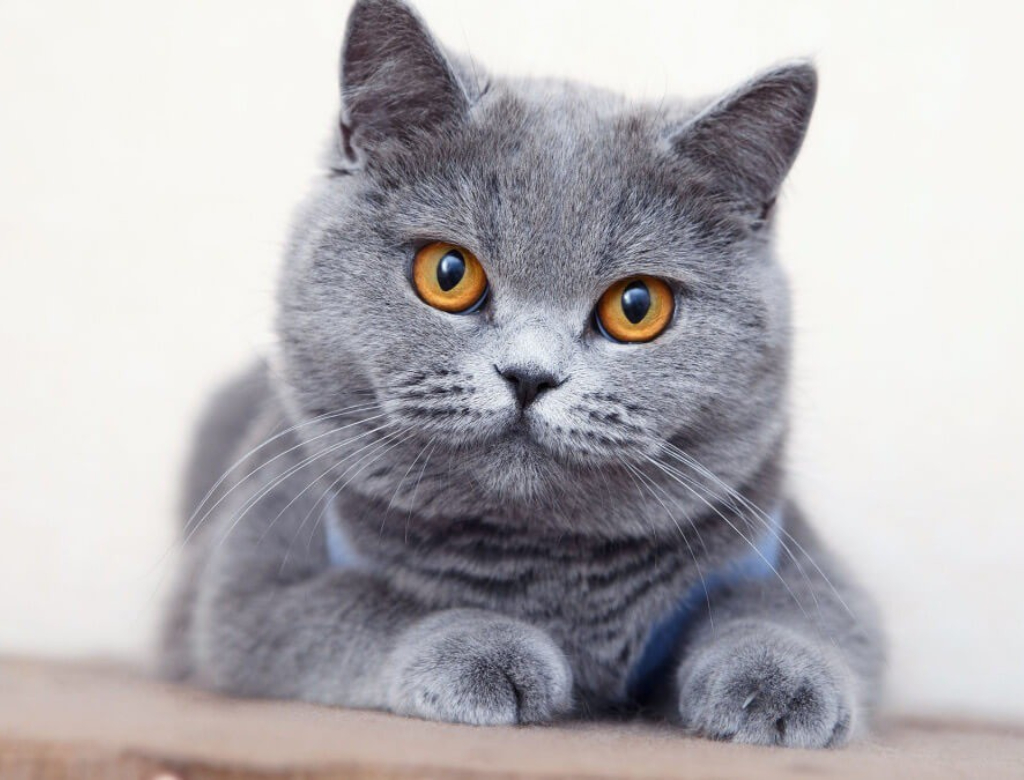 Gato (Reprodução)