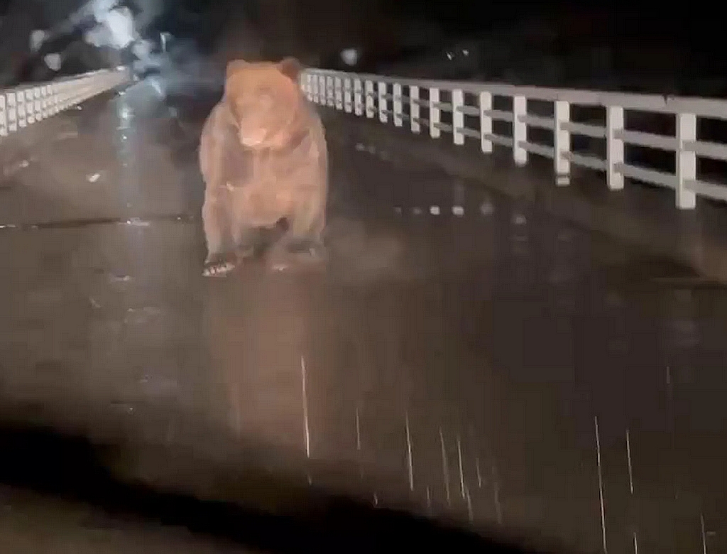 Urso (Foto Reprodução Redes Sociais) 