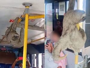 Bicho-preguiça dentro de van em Maceió