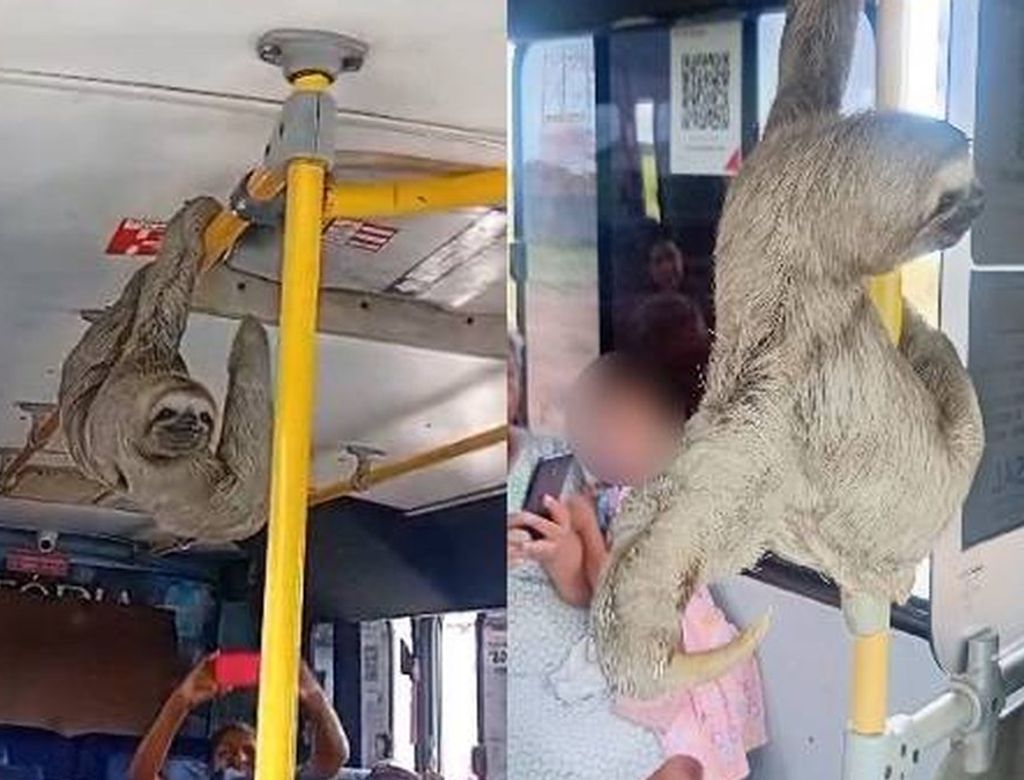 Bicho-preguiça dentro de van em Maceió