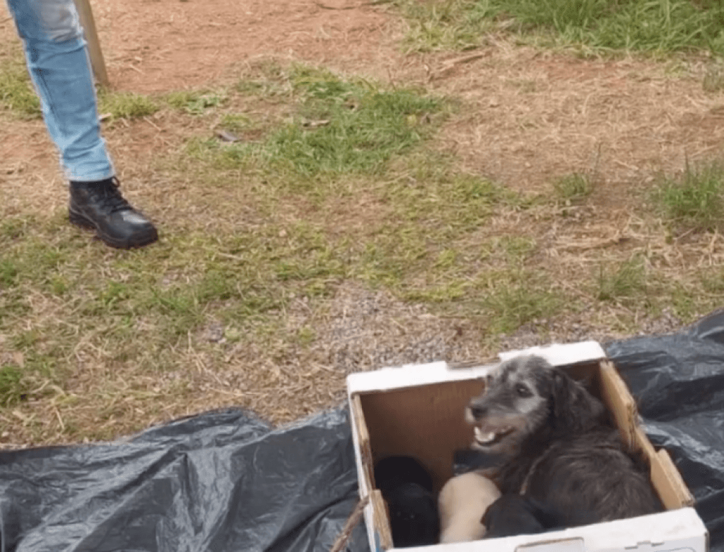 Vídeo revoltante mostra mulher abandonando cadela e quatro filhotes no meio da chuva; confira