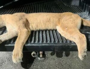Segundo maior felino das Américas morre atropelado em SC; VEJA VÍDEO!