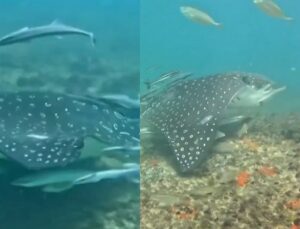 Raia gigante é avistada por mergulhador em praia turística e impressiona; veja VÍDEO
