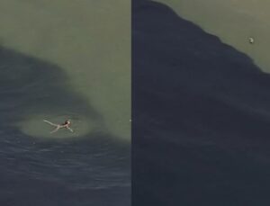 Mulher se arrisca e nada no meio de cardume gigante; veja VÍDEO