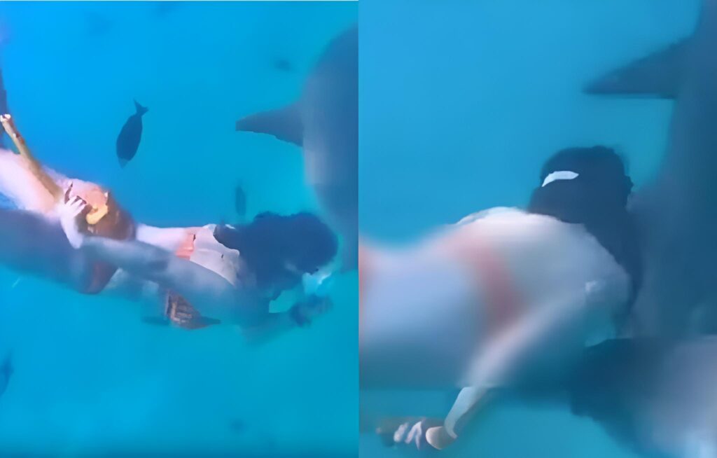 Turista tenta “brincar” com tubarões e acaba atacada durante mergulho; veja vídeo