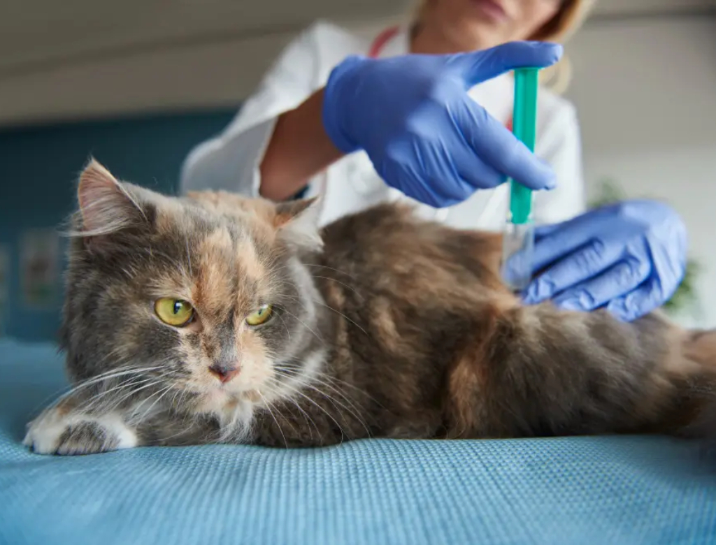 Empresa inicia testes de ‘caneta emagrecedora’ para pets; entenda