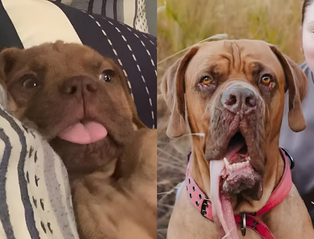 Cachorro conquista recorde mundial com língua gigante e surpreende até veterinários; veja