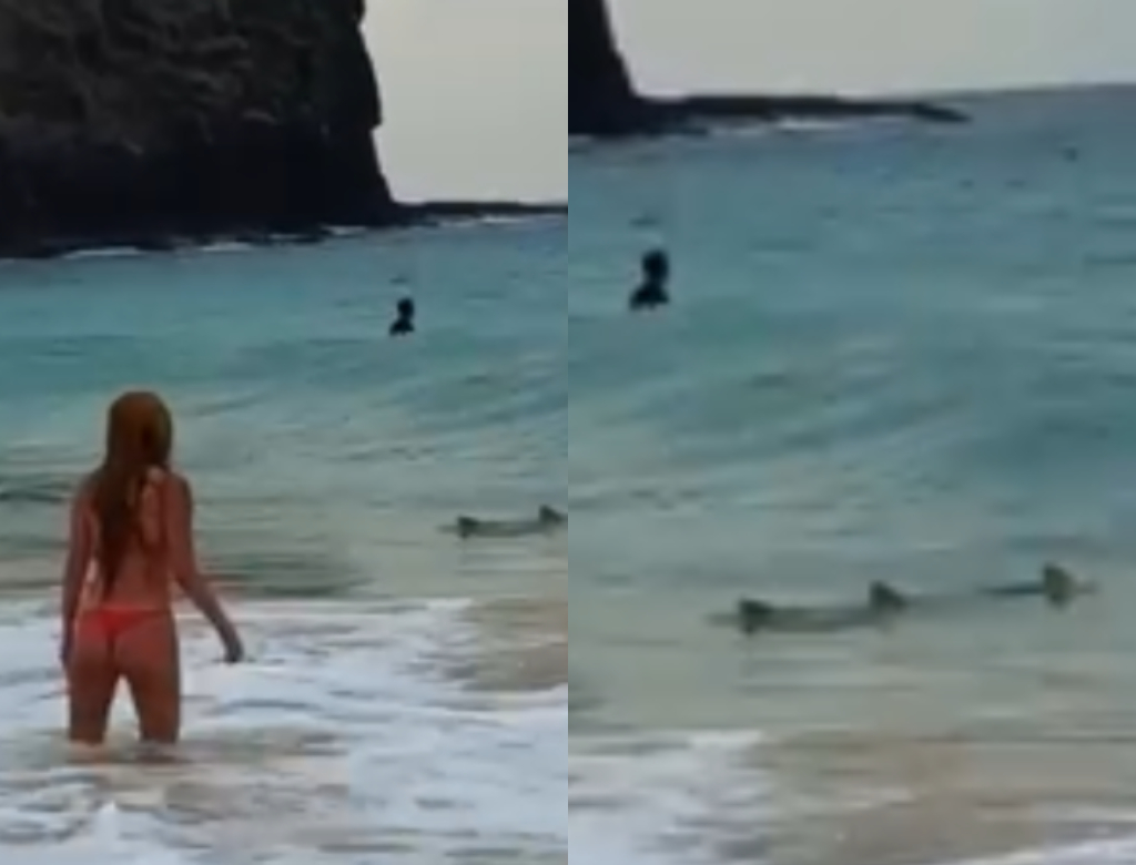 Turista leva susto ao flagrar tubarão a poucos metros durante banho de mar em Noronha; veja vídeo