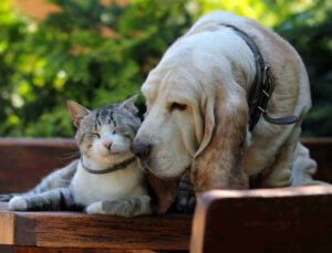 Veja como proteger cães e gatos do estresse nas festas de fim de ano