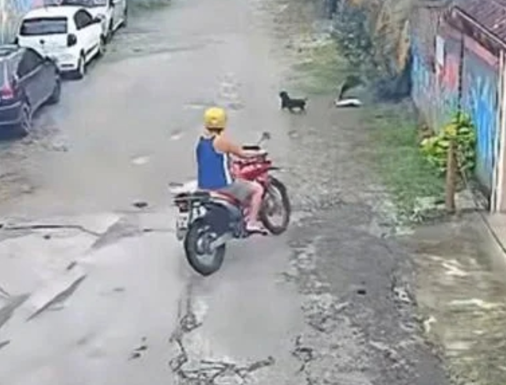 Motociclista é preso após atropelar cachorro e tentar fugir; veja vídeo