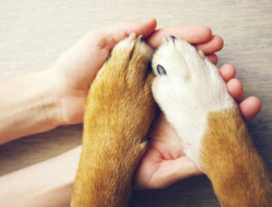 Lei que permite sepultar pets junto aos tutores tem avanço; entenda