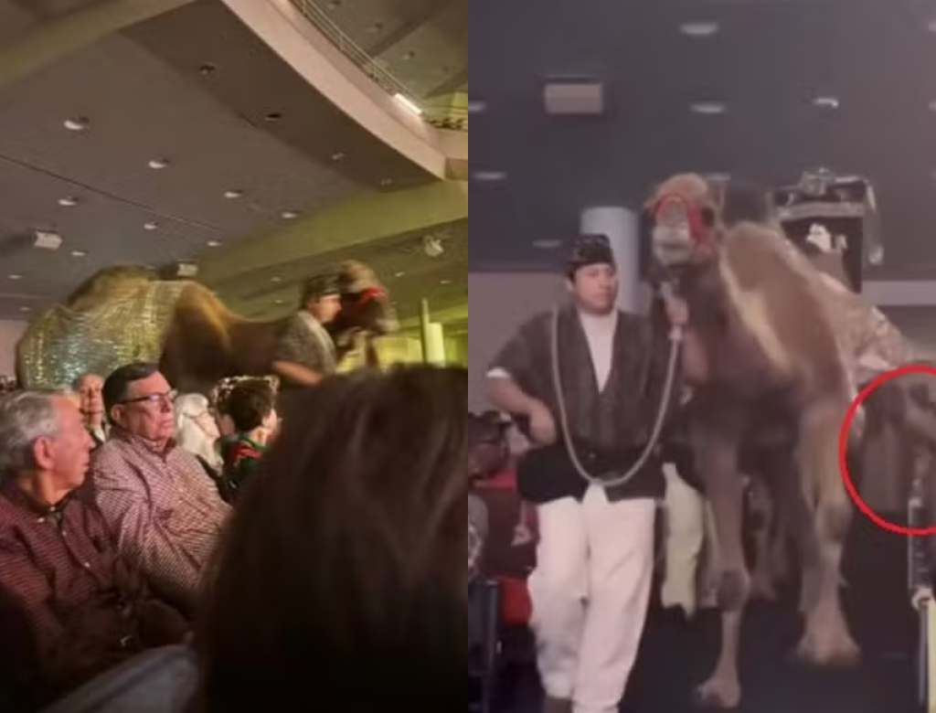 Fiel leva coice de dromedário em ‘presépio vivo’ de igreja; veja vídeo