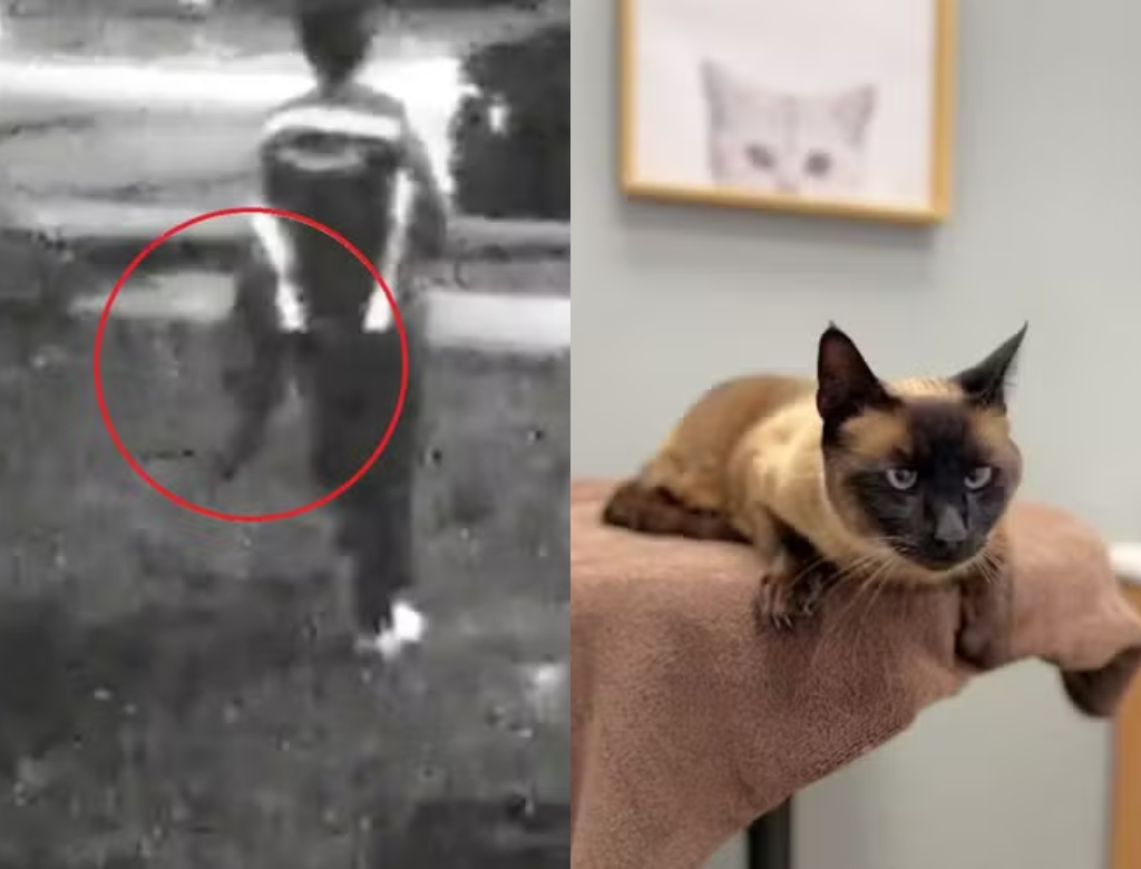 Entregador da Amazon é flagrado roubando gata de estimação nos EUA; veja vídeo