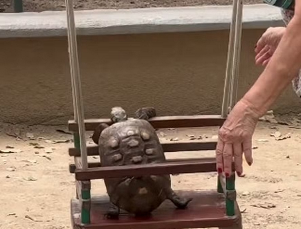 Jabuti (foto Reprodução Redes Sociais)