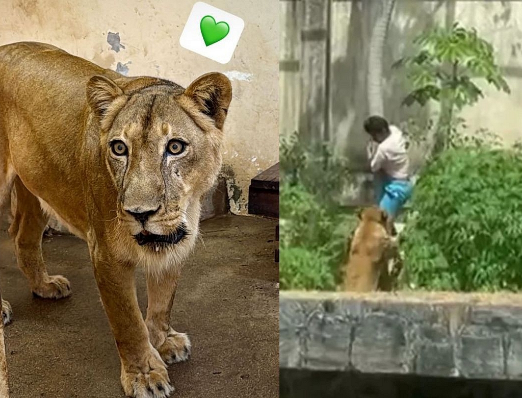 Leoa (Foto Reprodução Redes Sociais)