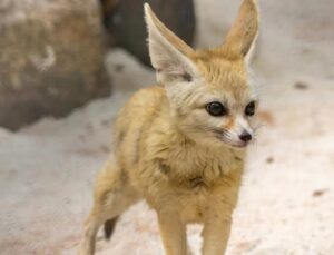 Espécie de raposa que inspirou personagem de filmes chega a zoológico; VÍDEO