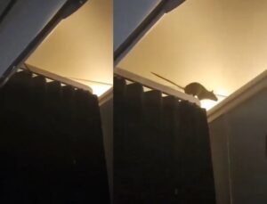 Rato circula por cabine de avião em voo e assusta passageiros; veja VÍDEO