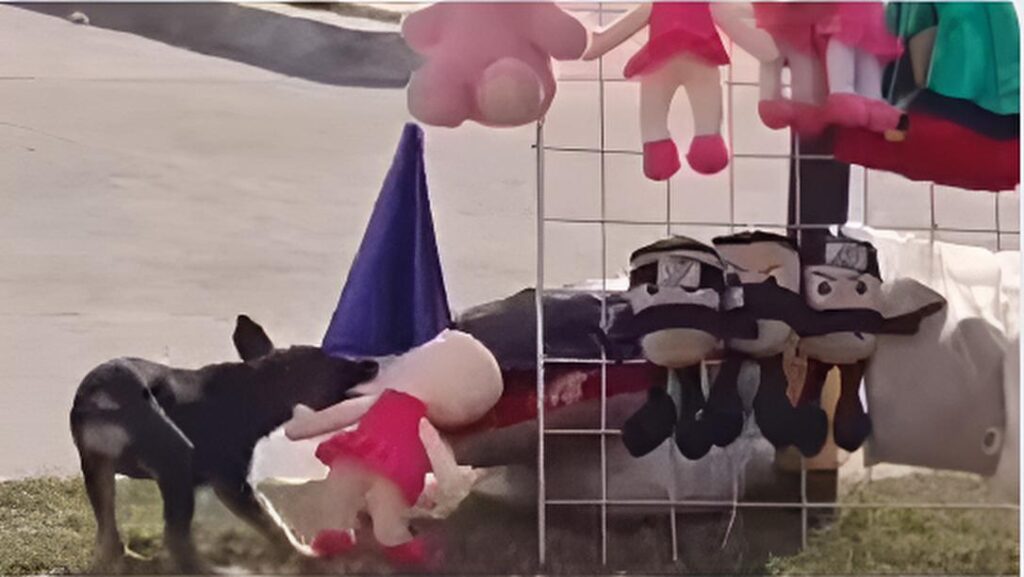 Cachorrinho é flagrado tentando “furtar” pelúcia em plena rua; veja vídeo