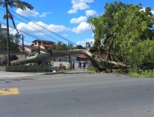 Ciclone provoca rajadas e queda de árvore deixa moradores sem energia; VEJA VÍDEO!