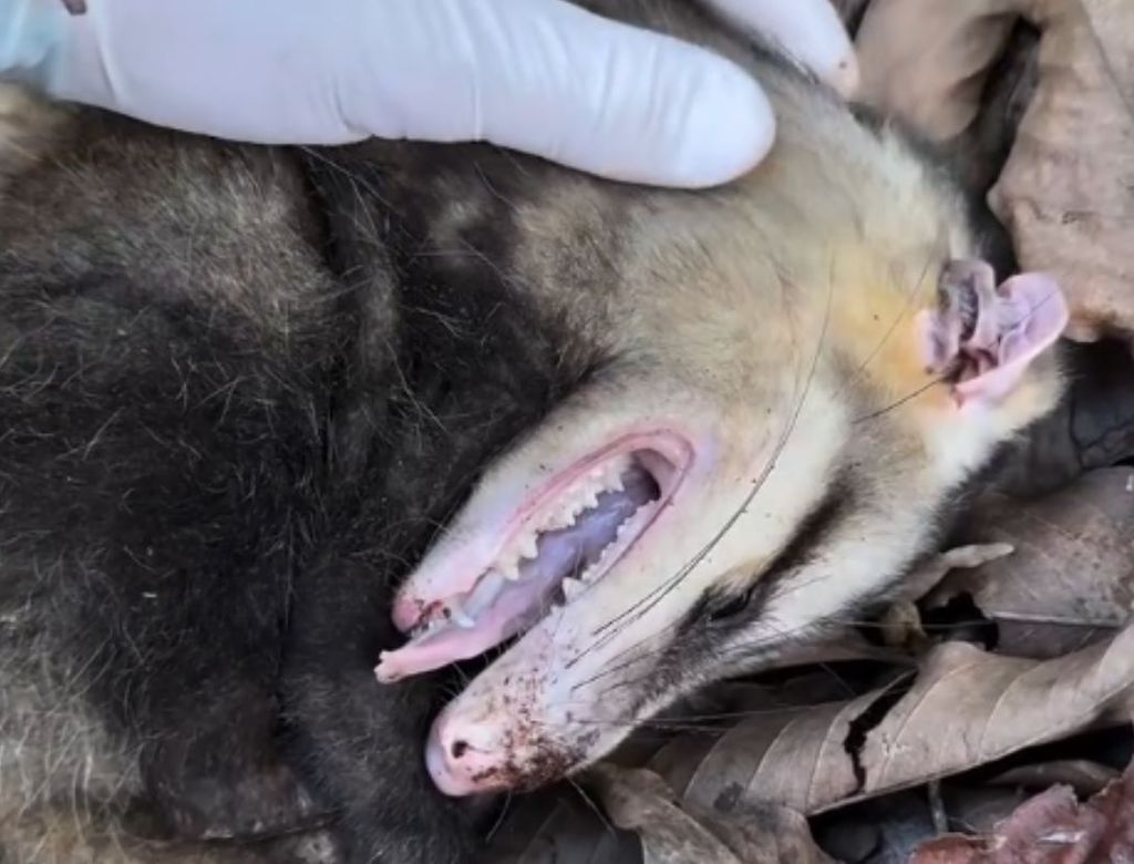 Vídeo flagra momento em que gambá ‘morto’ trola biólogo; assista!
