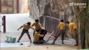 Meu Deus! Urso derruba e ataca tratador durante apresentação em zoológico; veja vídeo