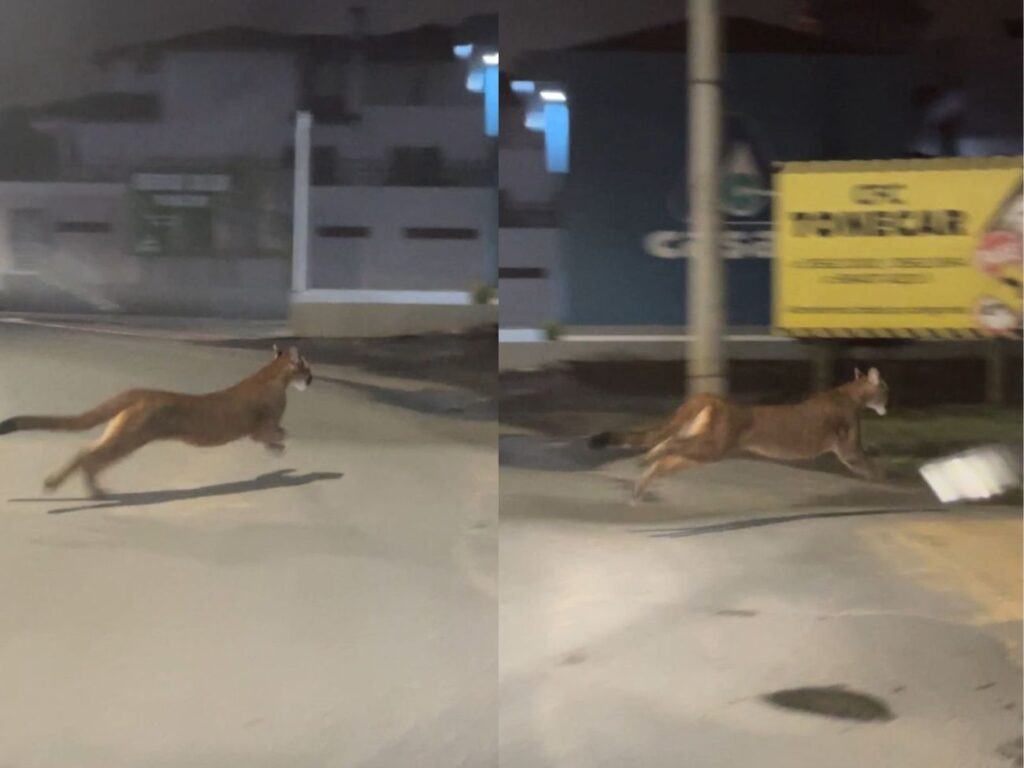 Segundo maior felino das Américas é visto ‘passeando’ no centro de cidade; VEJA VÍDEO!
