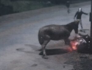 Cavalo solto na pista provoca queda de motociclista e acaba facilitando assalto; VEJA VÍDEO